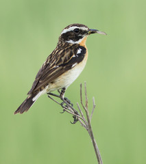 Whinchat with prey on the branch 