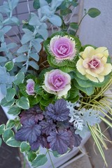 葉ボタンの寄せ植え