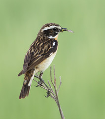 Whinchat with prey on the branch 