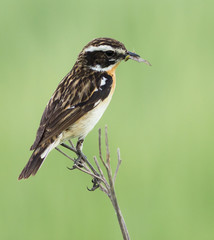 Whinchat with prey on the branch 