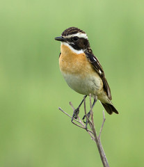 Whinchat on the branch 