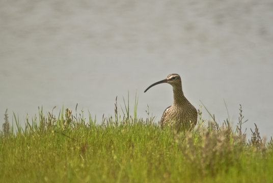 chiurlo piccolo (Numenius phaeopus)