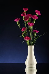 Purple carnations in white vase degrade blue and black bacgro