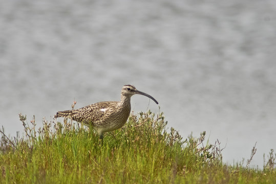 chiurlo piccolo (Numenius phaeopus)