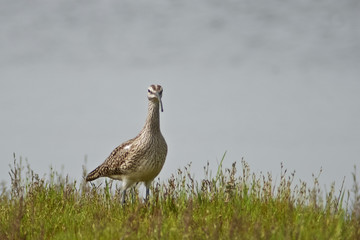 chiurlo piccolo (Numenius phaeopus)