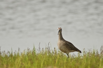 chiurlo piccolo (Numenius phaeopus)