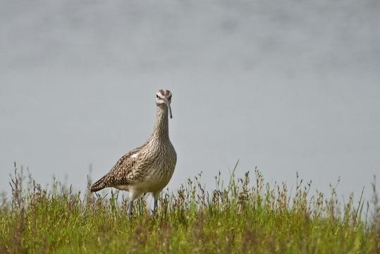 chiurlo piccolo (Numenius phaeopus)