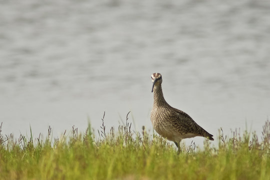 chiurlo piccolo (Numenius phaeopus)