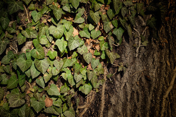 green ivy on a tree