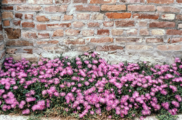 Purple flowers under a brick wall