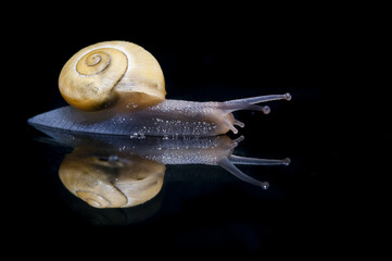 Escargot à coquille jaune