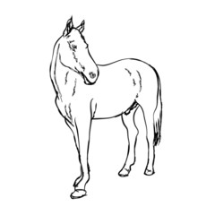 Fototapeta na wymiar Elegance horse on white background