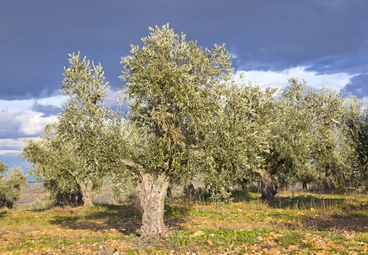 Old Olive Trees