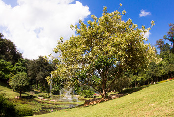 Fototapeta na wymiar Big tree and fountain in the botanic garden