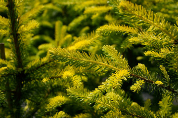 Picea omorica Aurea