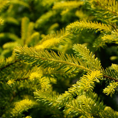 Picea omorica Aurea