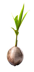 Young sprout of coconut of a coconut fruit over white background
