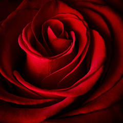 Beautiful red rose