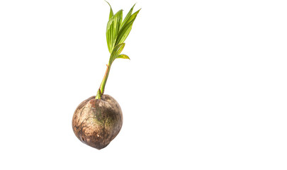 Young sprout of coconut of a coconut fruit over white background
