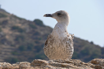 gabbiano reale (Larus michahellis) immaturo