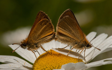 Mating European Skippers