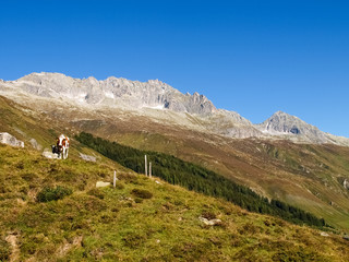 Fototapeta na wymiar Swiss Alps, Cow on the Mountains view