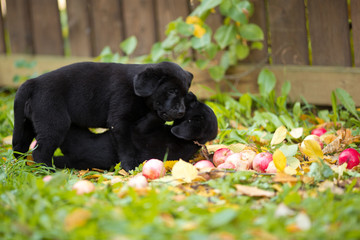 два черных кусаки