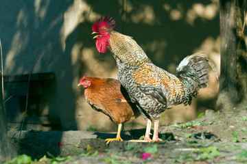 Domestic hen and fowl in Nepal