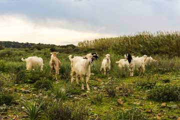 Obraz premium Goats in Turkey