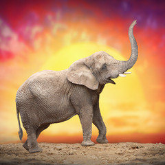 Young Elephant (Loxodonta Africana) against evening sky.