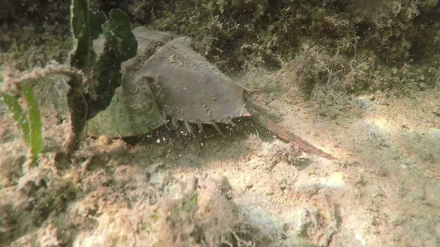 Florida Keys Catching Horseshoe Crab underwater