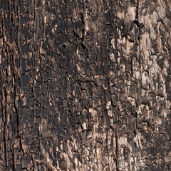 old wooden background, texture of old wood