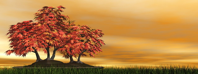 Japanese maple tree bonsai - 3D render