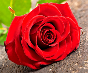 red rose flower on old wooden background