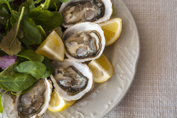 oysters