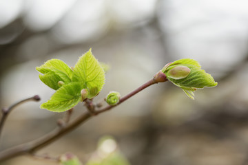 first leaves and buds on linden tree