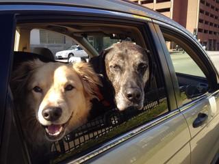 Two Happy Dogs at Travel Destination