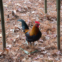 bright rooster