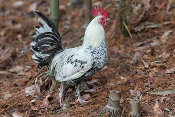 rooster in a bamboo grove