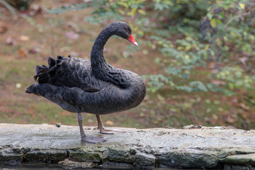 Fototapeta premium black swan on a stone