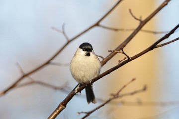 Marsh tit (Parus palustris) on a twig at dawn