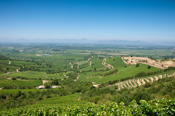 vigneto della valle d'apalta in Cile