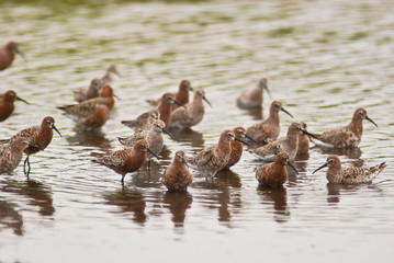 piovanello (Calidris ferruginea) in gruppo