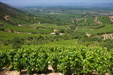 vigneto della valle d'apalta