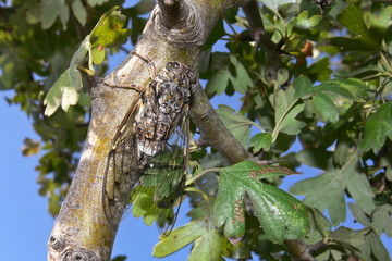 cicala (Cicada orni) su ramo