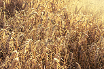 Field of wheat ready to be harvested.