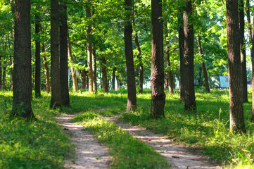 Fototapeta premium tree trunks