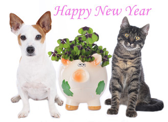 Hund und Katze mit Glücksschwein