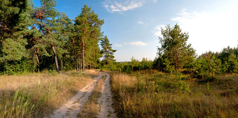 road near the pine trees panorama