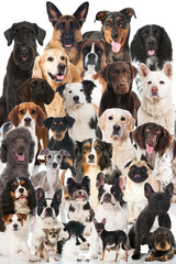 Obrazy na Szkle  Psy rasowe